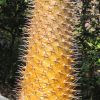 Madagascar Palm 10In - Image 3